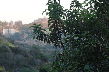 trees in the hills