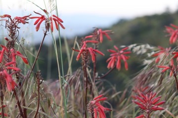 Indian Paintbrush Flower 1