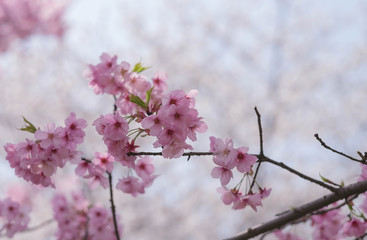 Flower plum blossoms in full bloom in Wuhan East Lake.