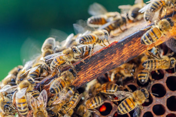 honey bees on honeycomb in apiary in late summertime 