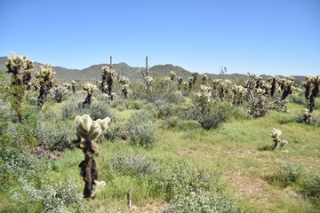 Arizona springtime desert bloom and green grasses