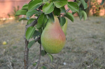 Variety pears - Golden, not ripe in summer, hanging on a tree in the garden