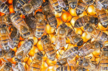 honey bees on honeycomb in apiary in late summertime 