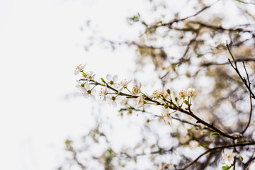 Branches of tree in bloom in spring with cloudy sky background.