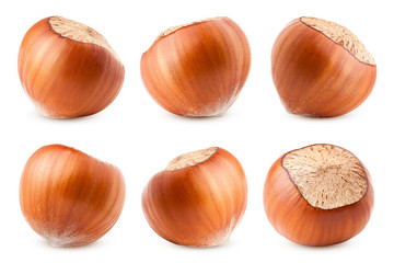 hazelnut isolated on white background, clipping path, full depth of field
