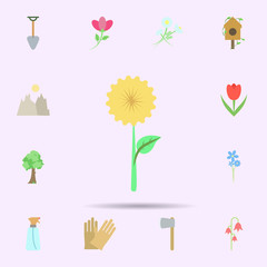 Chamomile colored icon. Universal set of nature for website design and development, app development