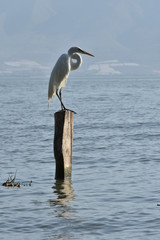 Garza blanca en Chapala Jalisco México