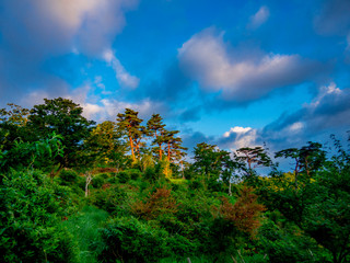 【静岡県伊豆半島】夏の修善寺もみじ林夕景【赤松】