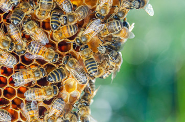 honey bees on honeycomb in apiary in late summertime 