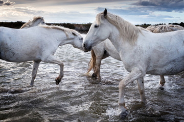 Obraz premium Horses in Camargue