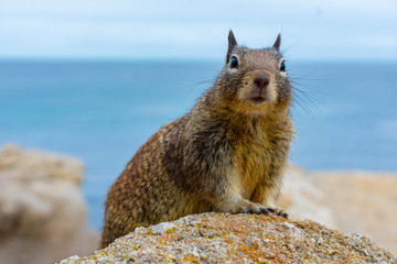 Surprised ground squirrel on coastal rock with blue ocean water in background