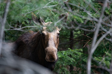Young bull moose hiding in the Adirondack forest