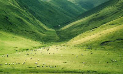 Prairie