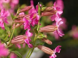 フクロナデシコの花
