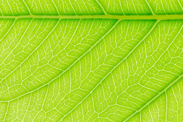 Fototapeta na wymiar Green Leaf pattern texture background with light behind for website template, spring beauty, environment and ecology concept design.