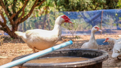 Muscovy duck or Barbary duck in  in countryside farmyard farming lifestyle