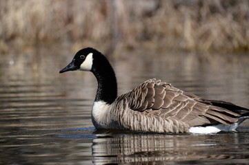 ducks on the lake