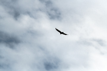 Hawk in flight photographed close-up against a cloudy sky