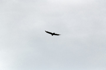 Hawk in flight photographed close-up against a cloudy sky