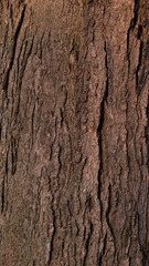 Tree Bark