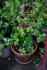 Flowers and Plants in a beautiful background.