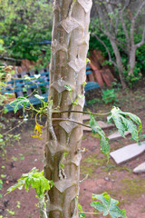 Plants and flowers in a green background.