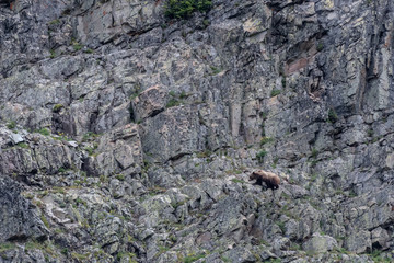 Grizzly In Bottom Third of Rock Wall