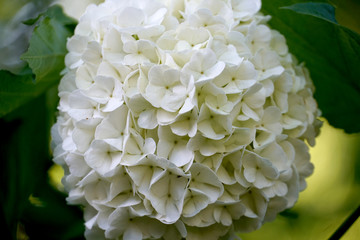 Closeup of Chinese Snowball Viburnum Blossoms