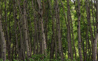 Grove of Birch Trees