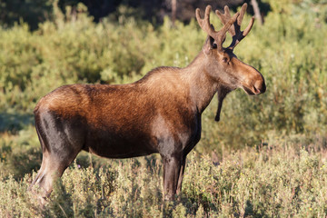 Naklejka na ściany i meble Shiras Moose in the Rocky Mountains of Colorado