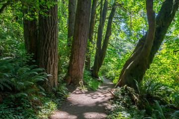 Green Forest on Rim of Silver Creek Canyon