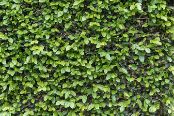 Green Ivy Wall Close Up