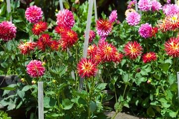 red, yellow and pink dahlia flowers in golden state park in San Francisco