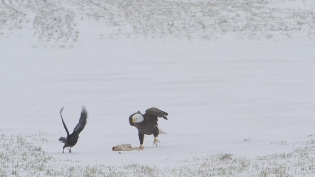 bald eagle walks over to prety scaring off crow