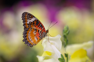 Butterfly and Plants