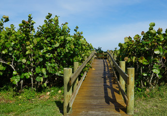 Fototapeta premium Wooden pathway to the beach and ocean with green sea grape plants surrounding the path.