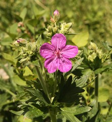 Sticky Geranium (Geranium viscosissimum) pink wildflower in Beartooth Mountains, Montana