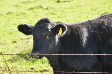 Black Cow by Fence