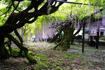 満開の花が美しい黒木の大藤