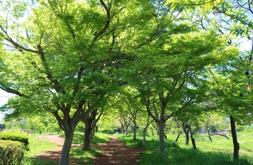 風景　新緑　緑　小道　爽やか　茨城　