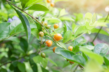 Orange poisonous fruit of Sky flower, Golden dew drop, Pigeon berry or Duranta with sunlight in the garden on nature background.
