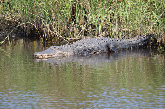 alligator on the shore of a florida canal - Powered by Adobe