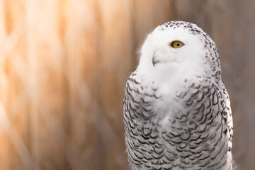 Gray owl with a white head sitting in the aviary of zoo with sunlight.