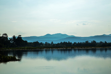 The forest has dense trees. There is a river in front of it.