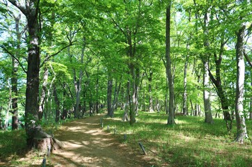 風景　新緑　緑　小道　爽やか　茨城　