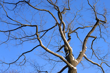 Tree branches on blue sky background.