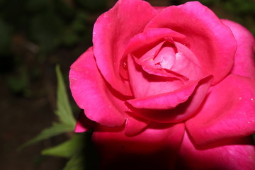 Close up of rose flower