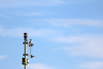 Fototapeta na wymiar Kingfisher birds perch on telecommunication tower against the sky