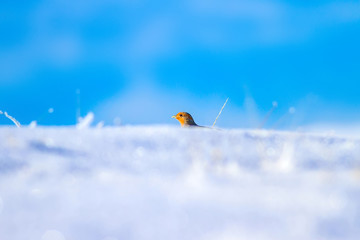Winter and partridge. Winter nature background. Grey Partridge. Perdix perdix.