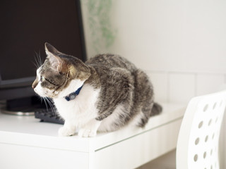 パソコンの前に座る猫